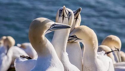 开云体育在线-格罗斯表态不愿拖累多特 坦然面对队内位置竞争